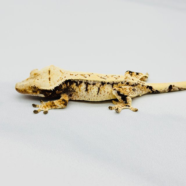 트라이 익스트림할리퀸 드리피