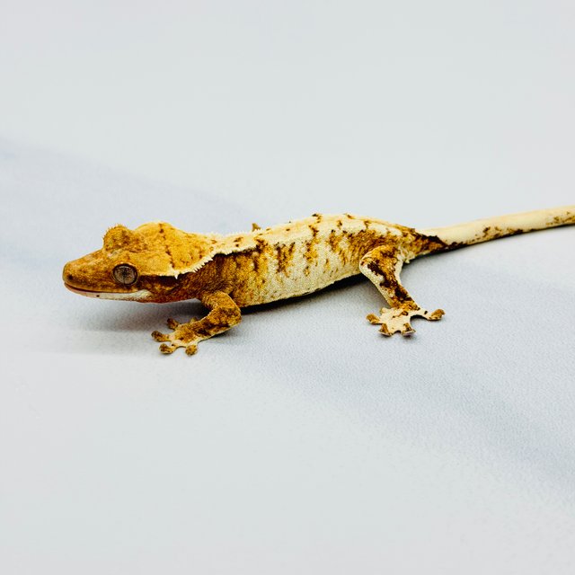 트라이 익스트림할리퀸 드리피