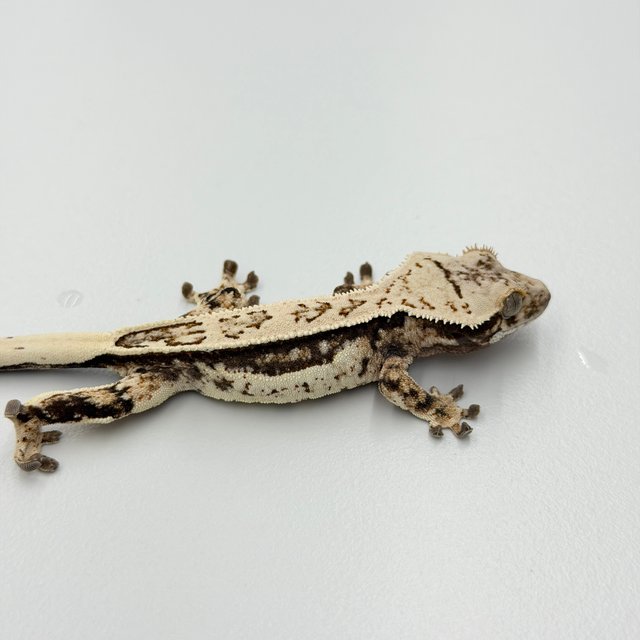 Full Pinstripe Quad White Pin