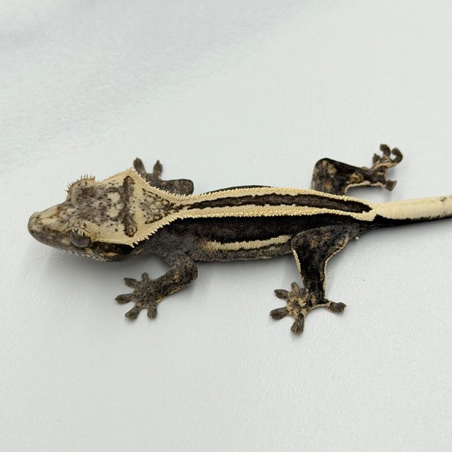100% Het Axanthic Super Stripe Pinstripe Quad