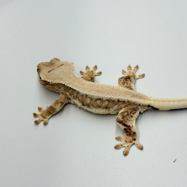 100% Het Axanthic Lilly White