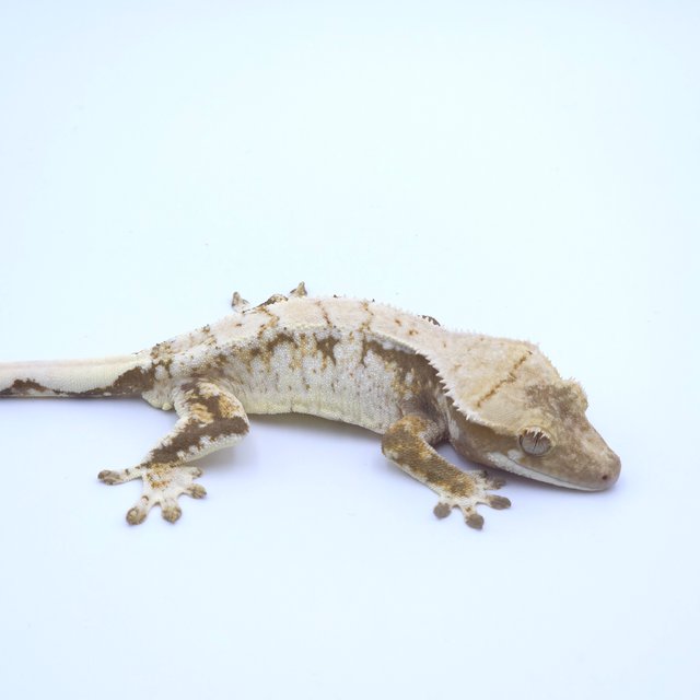 Tri Extreme Harlequin Drippy