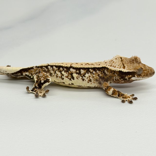 Tri White Crown