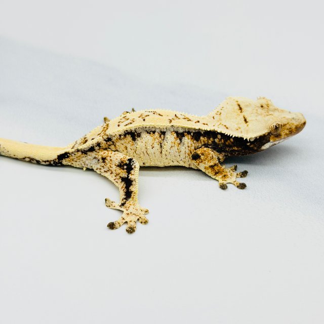 트라이 익스트림할리퀸 드리피