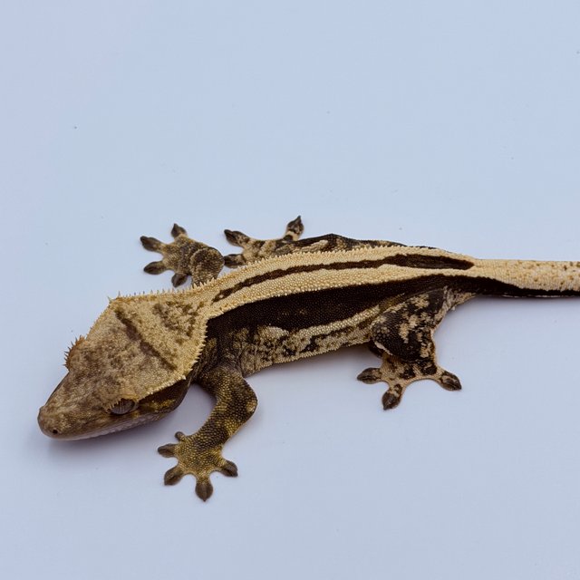 슈퍼스트라이프 쿼드 엠티백