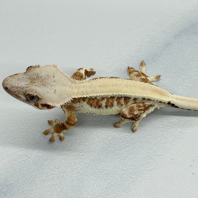 Lilly White 100% Het Axanthic Solid Back