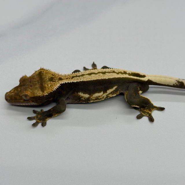 100% Het Axanthic Super Stripe Pinstripe Full Pinstripe Quad