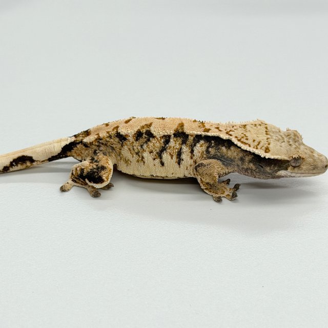 Tri Extreme Harlequin