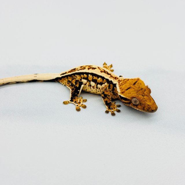 트라이 핀스트라이프 쿼드 풀핀