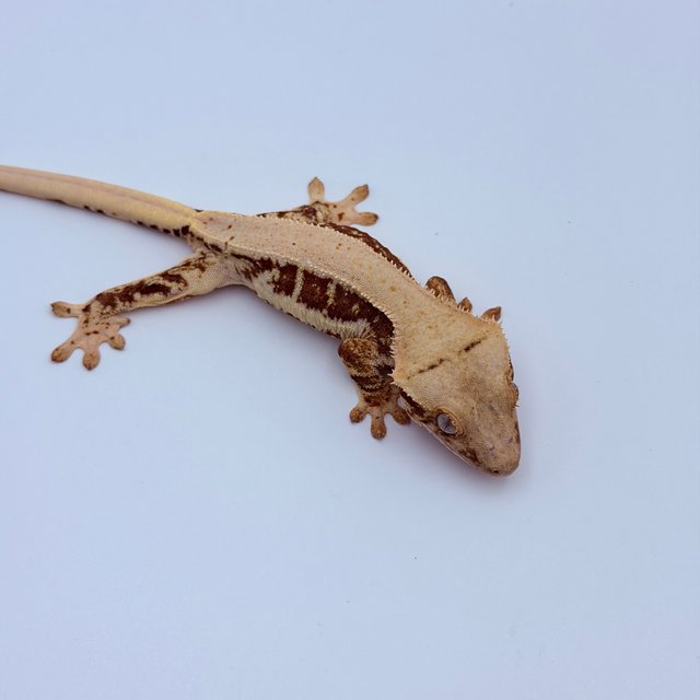 Lilly 100% Het Axanthic Red