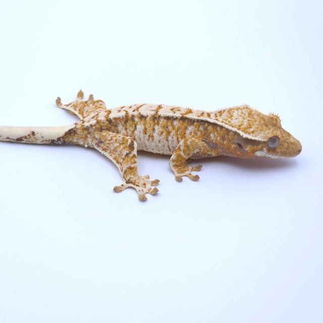트라이 익스트림할리퀸 화이트핀