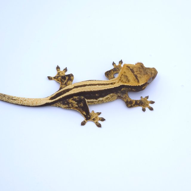 Super Stripe Empty Back