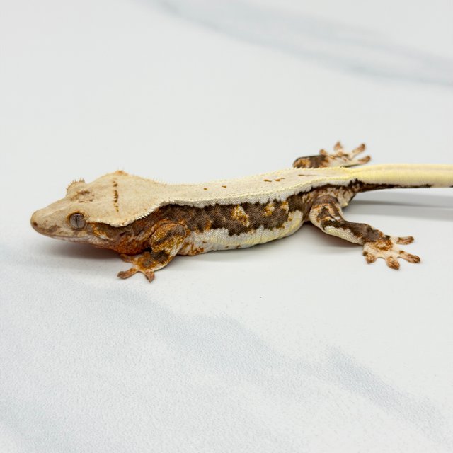 릴리100%헷아잔틱