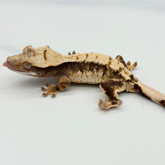 100% Het Axanthic