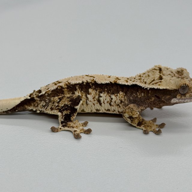 100% Het Axanthic White