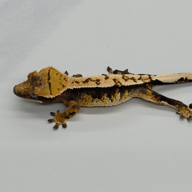 Tri 100% Het Axanthic