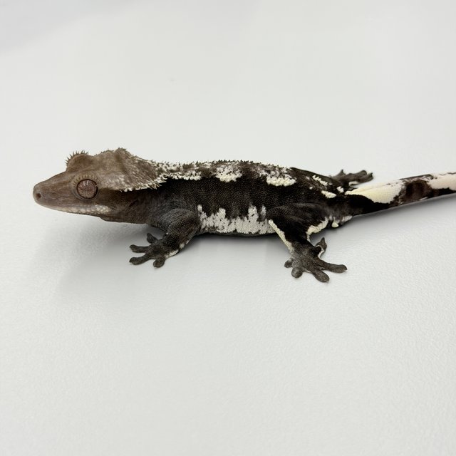 Axanthic