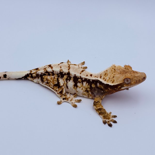 트라이 익스트림할리퀸