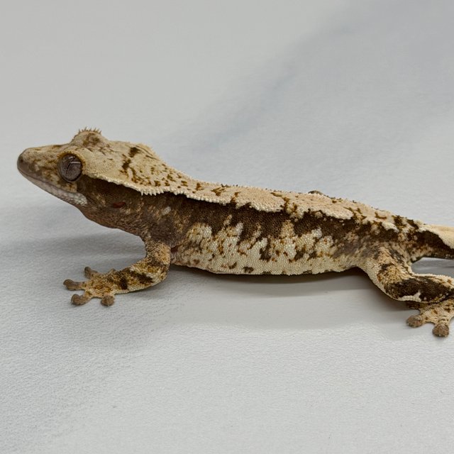 100% Het Axanthic White
