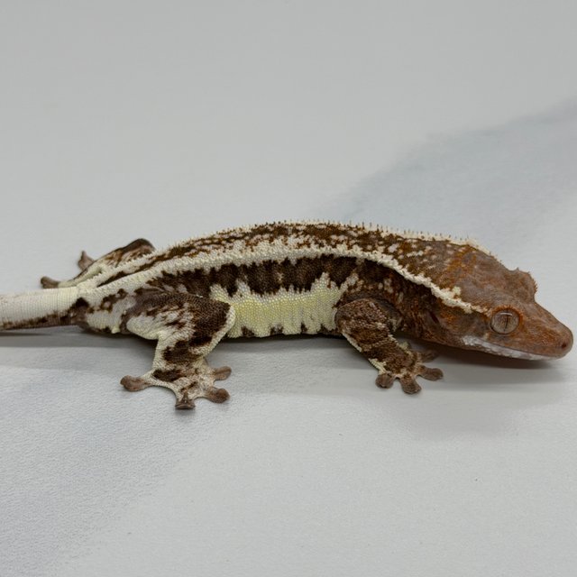 100% Het Axanthic Frappuccino