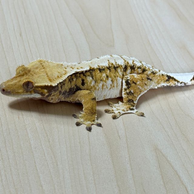익스트림할리퀸 트라이