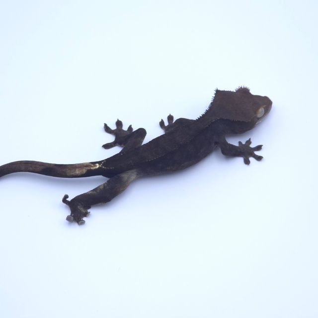 챠콜