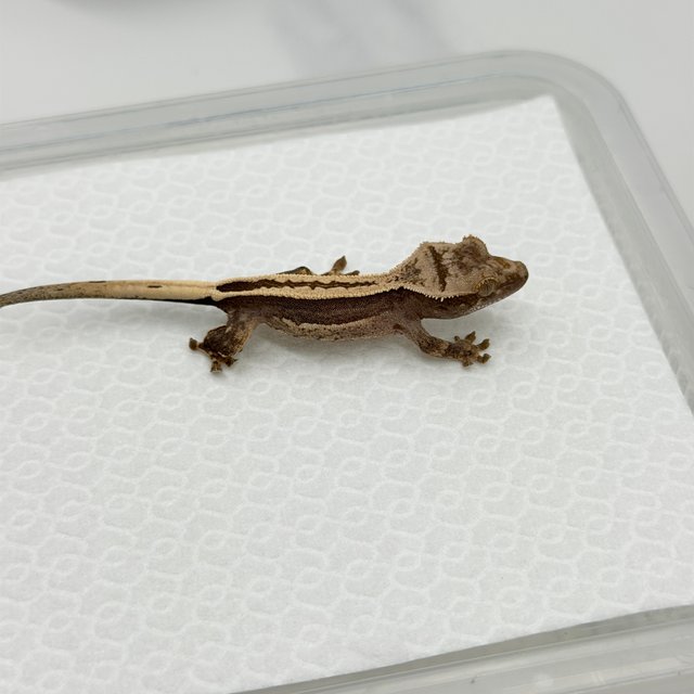 100%헷아잔틱 슈퍼스트라이프 풀핀 쿼드