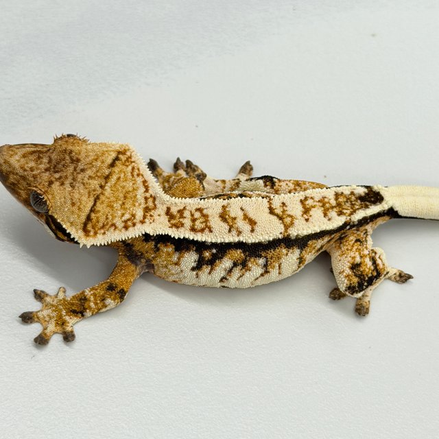 Tri Extreme Harlequin White Crown Tangerine
