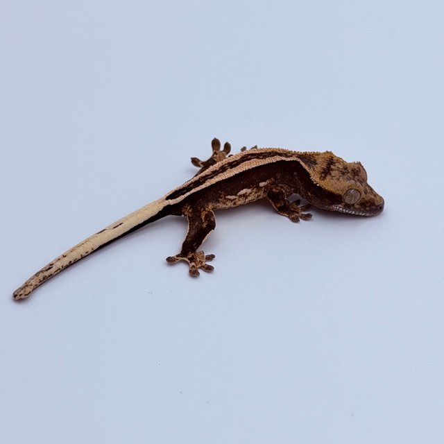 100%헷아잔틱 슈퍼스트라이프 엠티백