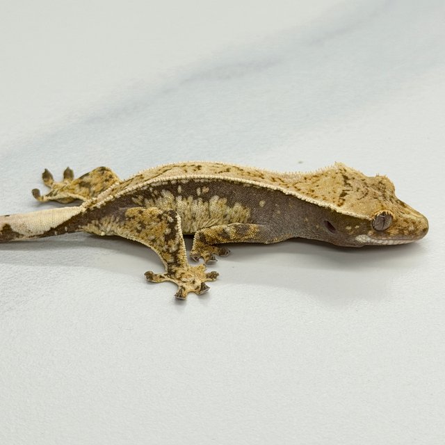 100% Het Axanthic