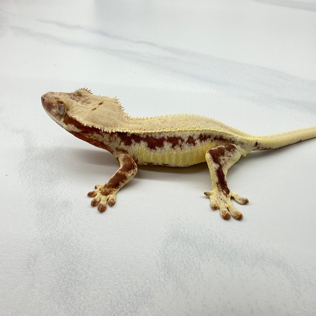 Lilly 100% Het Axanthic