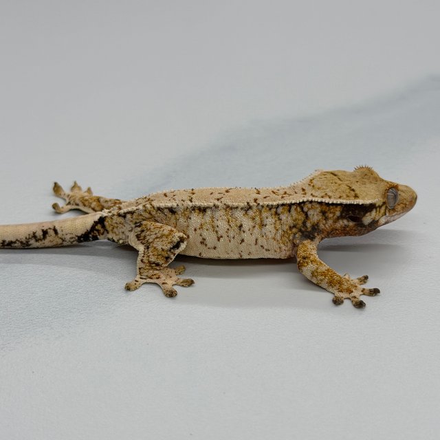 Tri Extreme Harlequin Drippy White