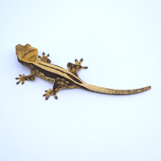 Super Stripe Empty Back