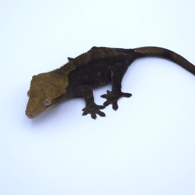 챠콜