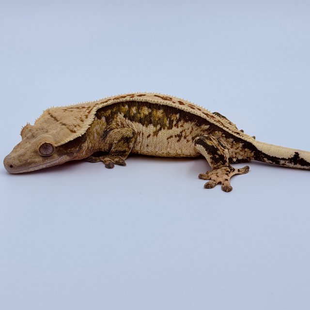 트라이 핀스트라이프 쿼드