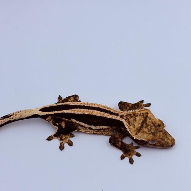 슈퍼스트라이프 쿼드 엠티백