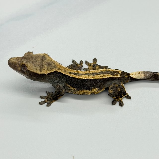 100% Het Axanthic Super Stripe Pinstripe Quad