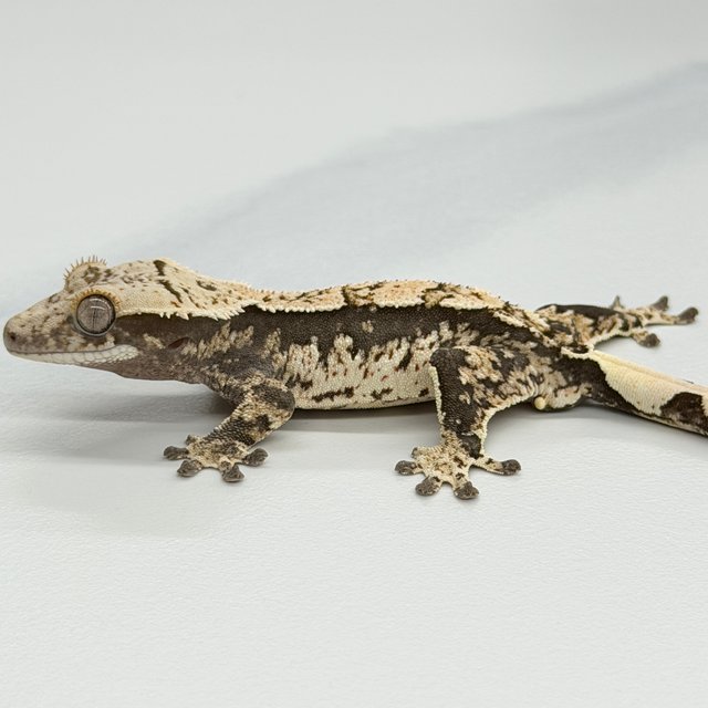 100% Het Axanthic