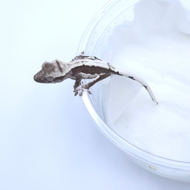 릴잔틱