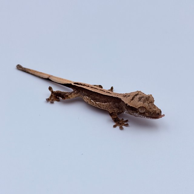 100%헷아잔틱 슈퍼스트라이프 엠티백