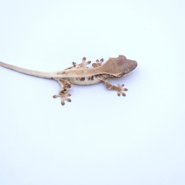 릴리 세이블