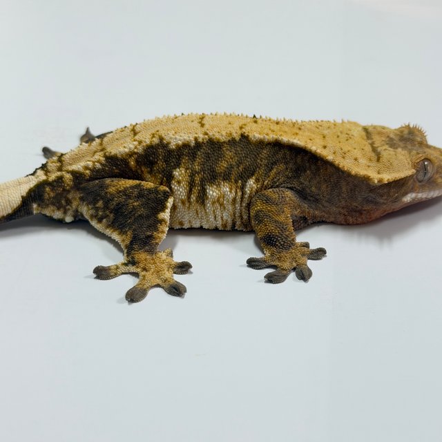 100% Het Axanthic
