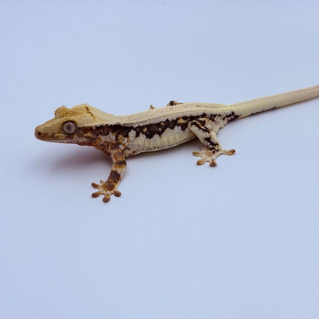 릴리100%헷아잔틱