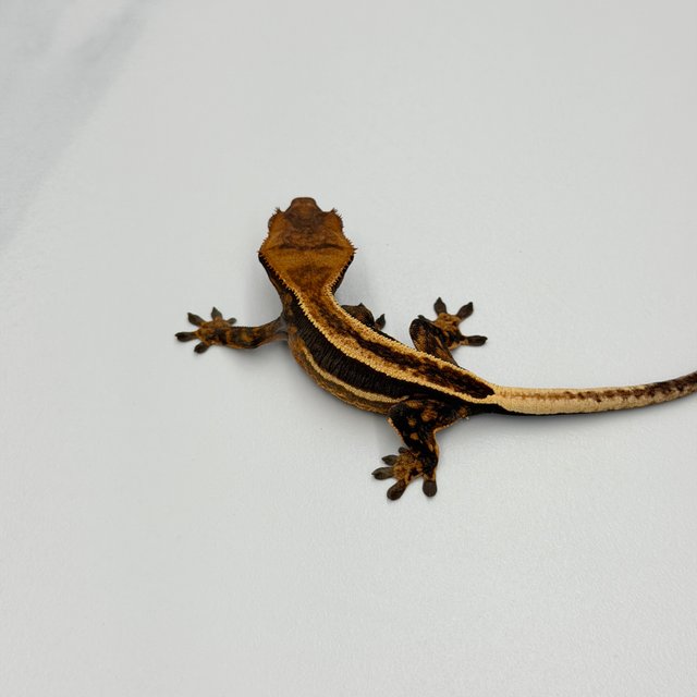 엠티백 슈퍼스트라이프 쿼드