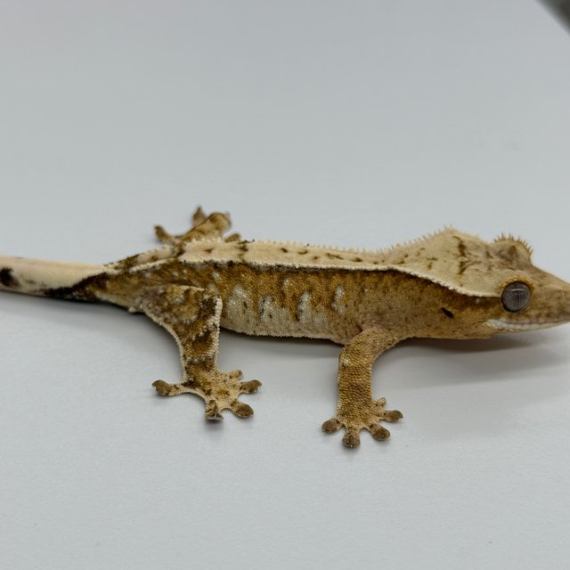 100% Het Axanthic Drippy White