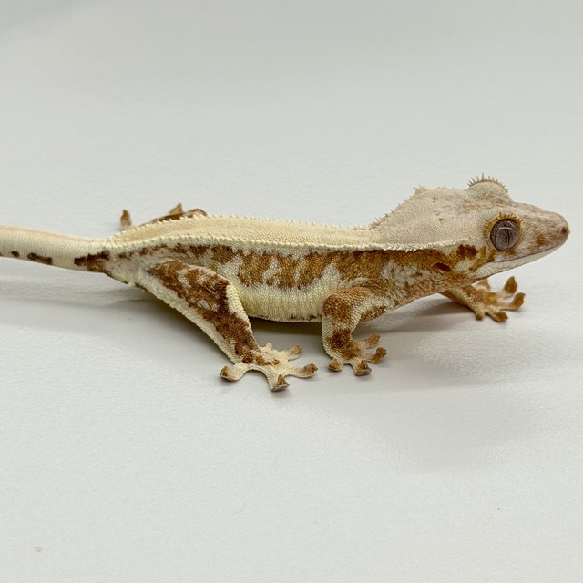 Lilly White 100% Het Axanthic Solid Back