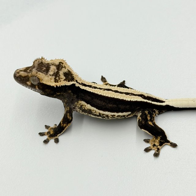100% Het Axanthic Super Stripe Empty Back Pinstripe Full Pinstripe Quad