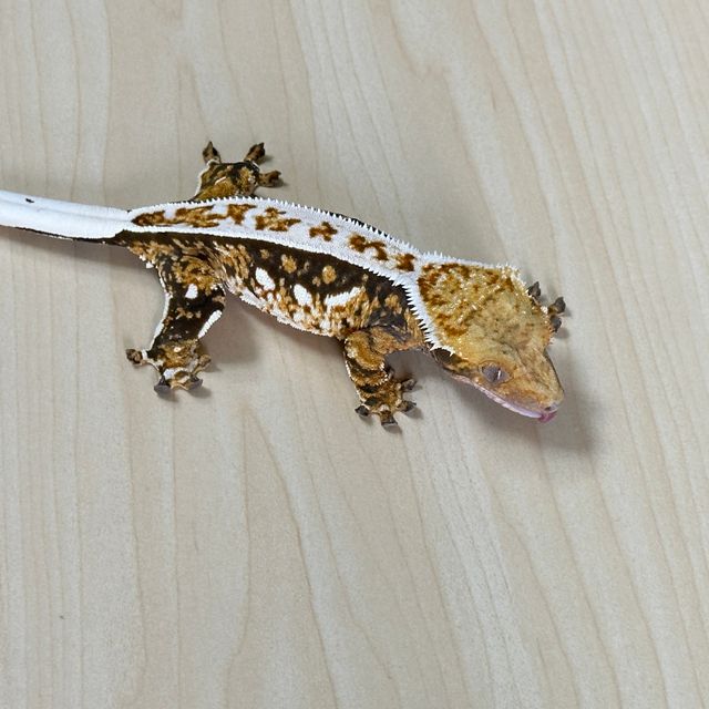 노멀 트라이 쿼드 화이트핀