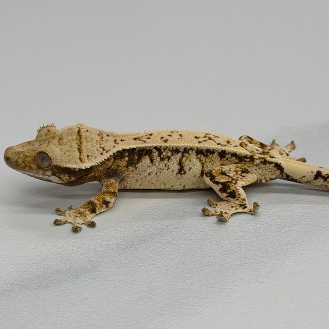 Tri Extreme Harlequin White Crown White