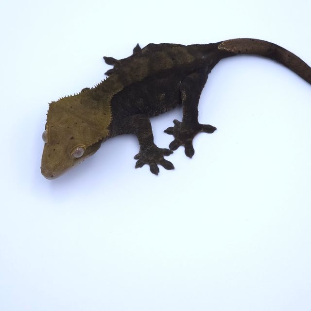 챠콜